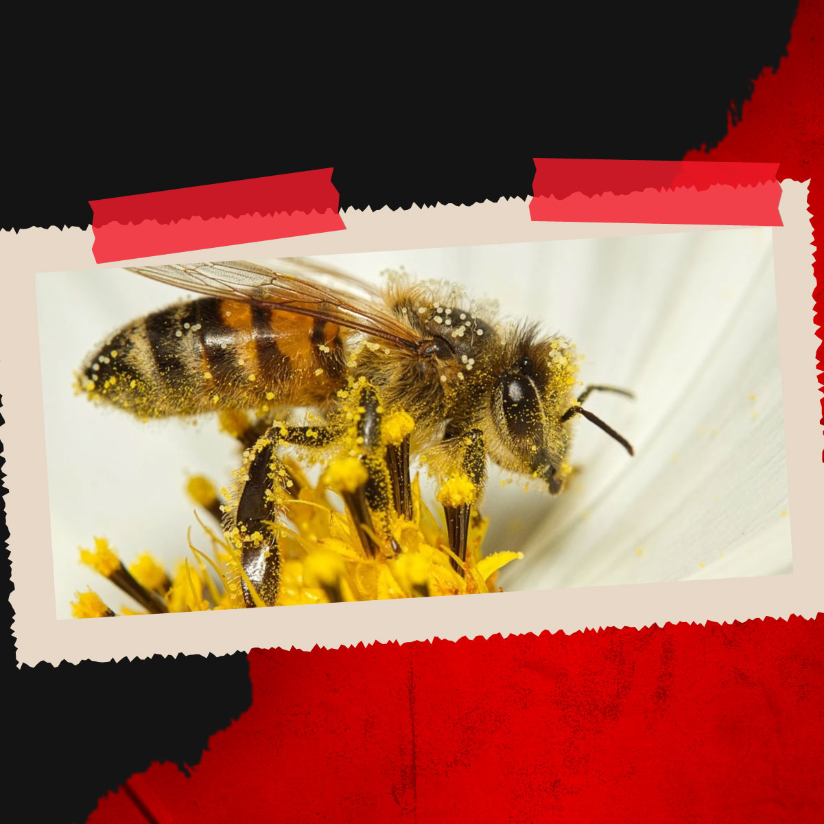 Abejas, en riesgo de una polinización interrumpida.