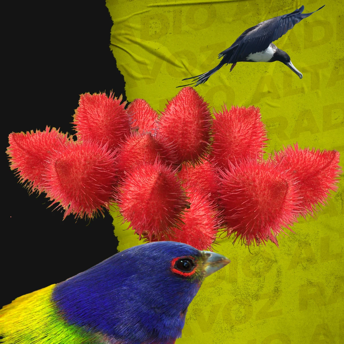 Eco Voces: sintoniza con el planeta